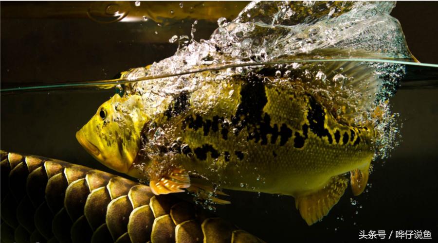 瀵绘壘绁炵榫欓奔,鎺㈢绁炵楸肩被