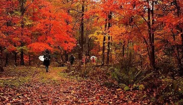 十一去哪玩划算 (十一最适合去哪里玩)