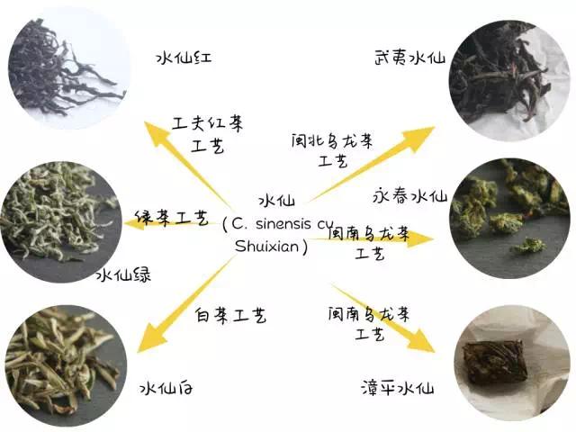 怎么区别金观音和铁观音,铁观音金观音品种