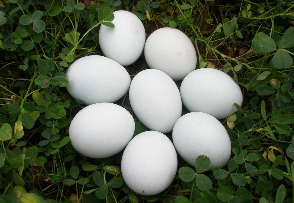 鸡蛋鸭蛋鹅蛋鹌鹑蛋营养成分表,鹅蛋鸡蛋鸭蛋鹌鹑蛋哪种最有营养