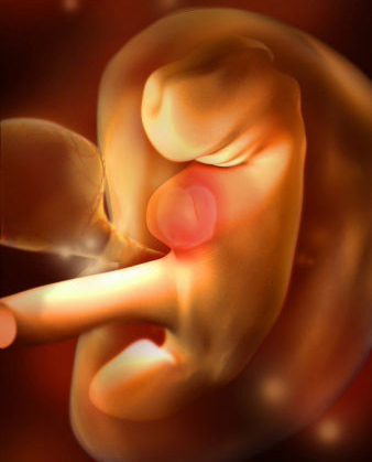 这组高清3D图，带你了解胎宝宝1-40周生长发育全过程