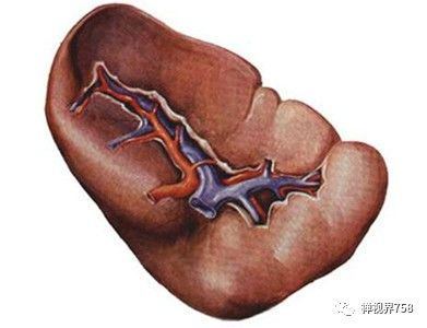 大愿谈健康——怎样通过健康六字诀来治疗我们五脏六腑上的疾病？