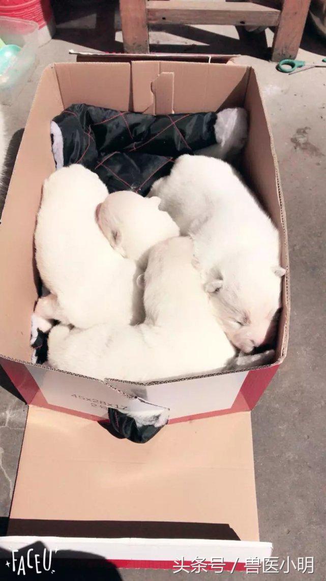 颜值最高的萨摩耶,萨摩耶在犬界的颜值