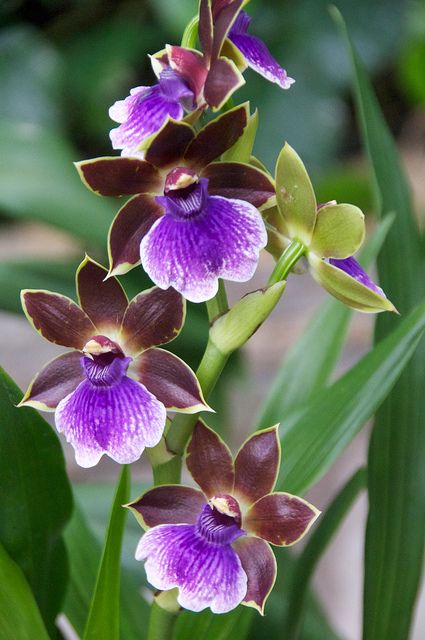 兰花寓意坚强象征着高洁傲骨之风,兰花代表怎样的高洁品质