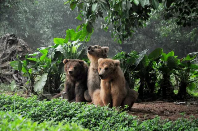 广州长隆野生动物园吃东西攻略,广州长隆野生动物园吃喝攻略