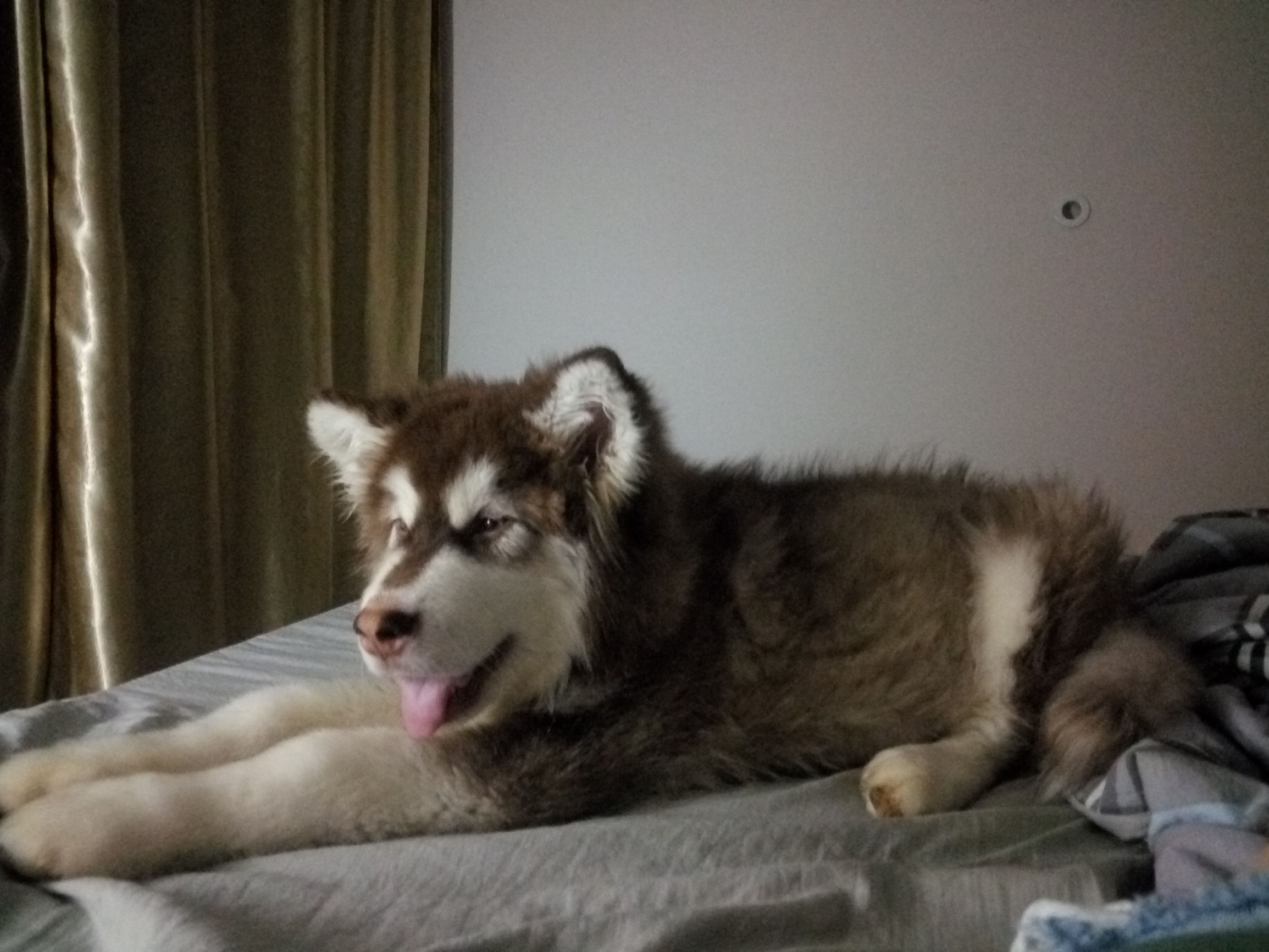 博美犬得了犬瘟怎么治疗,犬瘟和冠状最快的治疗方法