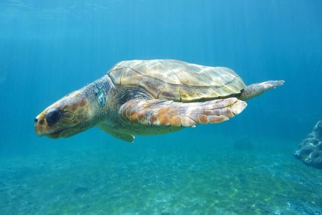 地球上5种罕见的巨型生物,地球上最大的十大巨型生物