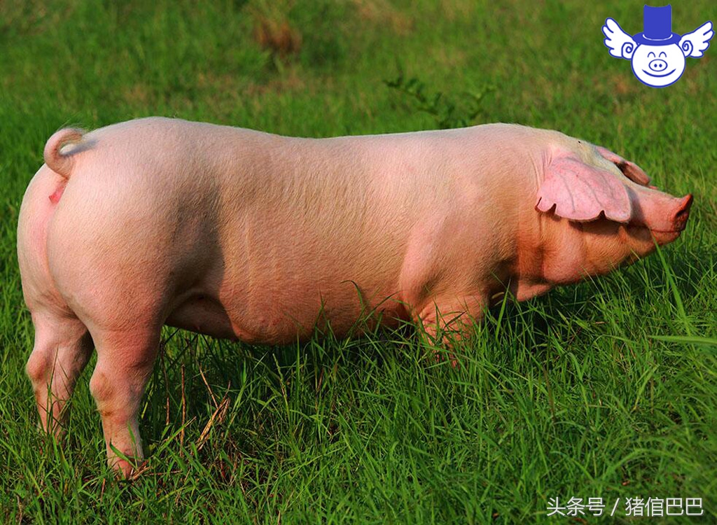 初产母猪分娩困难怎么办？你该学会科学的助产方法！