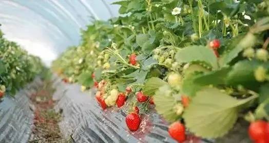 踏青采草莓的方法,春游草莓园