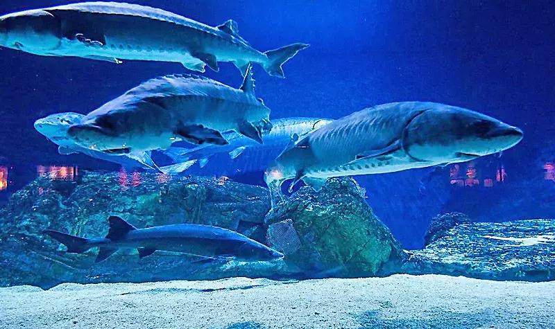 唐山美人鱼海底世界,唐山海底世界海洋馆门票多少钱