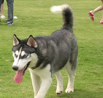 纯种二哈特征,怎么辨别纯种二哈