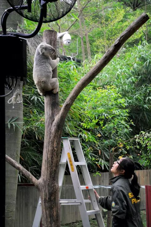 广州长隆野生动物园吃东西攻略,广州长隆野生动物园吃喝攻略