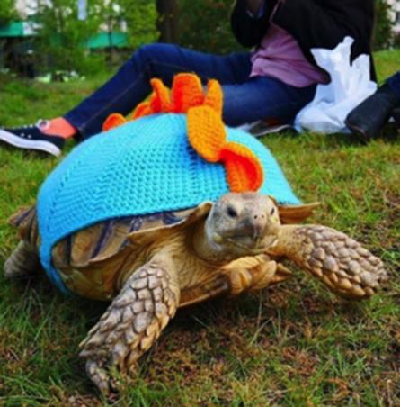 酒精可以治疗乌龟腐甲吗,腐甲腐皮的乌龟怎么治疗