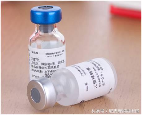 狗狗打疫苗鼓包一两周没消怎么办,狗狗三针疫苗间隔多长时间打一次