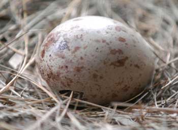 一个真实的故事原创,一个真实的故事有几个版本