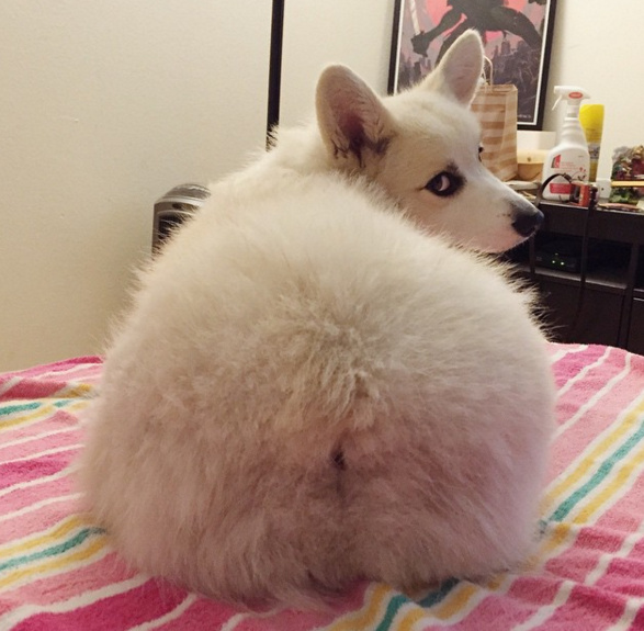 如何纠正狗狗爱扑人的习惯,如何预防和纠正狗狗的不良行为