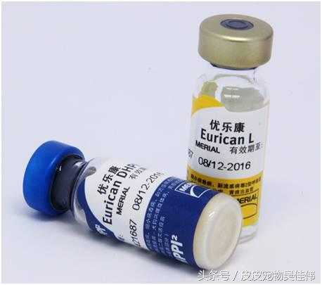 狗狗打疫苗鼓包一两周没消怎么办,狗狗三针疫苗间隔多长时间打一次