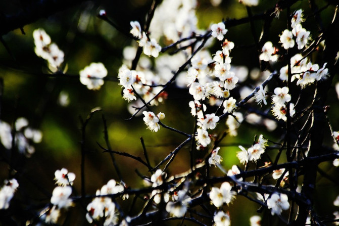 那一片花海原版视频,那一片香雪海