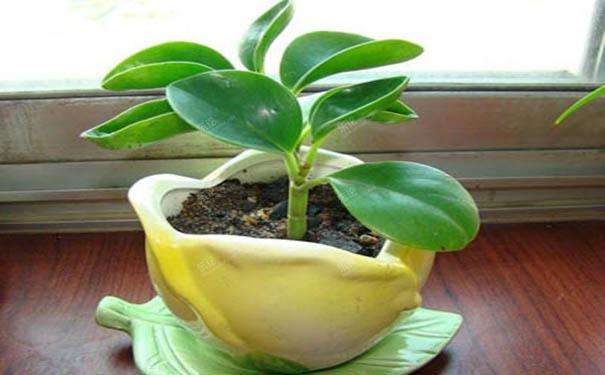 豆瓣绿叶子发黄怎么解决,豆瓣绿植浇水的正确方法