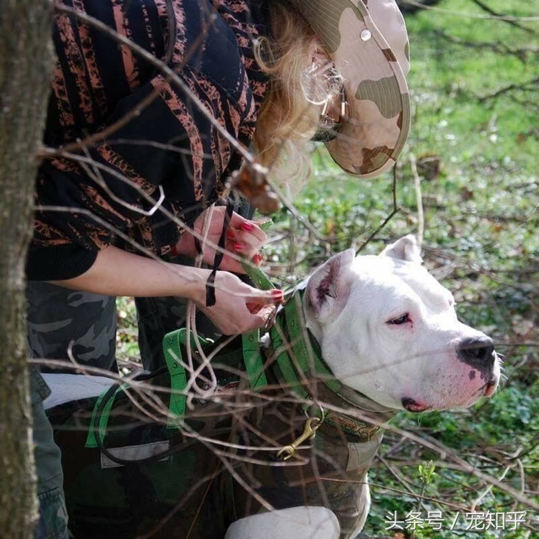 獠牙就是勋章，血染白甲的杜高犬，为狩猎而生，为狩猎而死