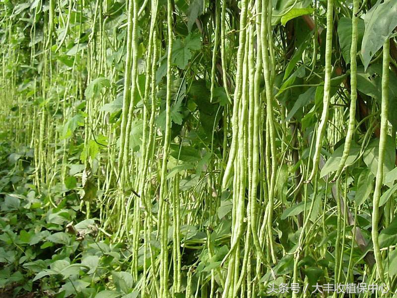 豆类容易得的病,荷兰豆类病害图解大全