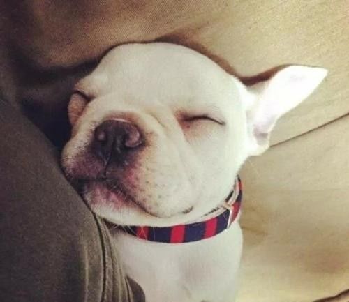 斗牛犬感冒了怎么办,斗牛犬生病该怎么办视频