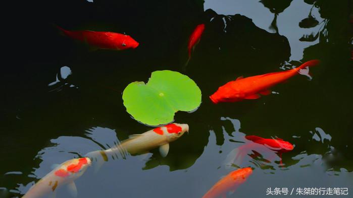 夜游南浔古镇感受江南水乡的美,江南六大古镇最值得一去的是南浔