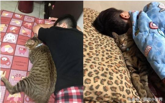 超爱头顶按摩！喵星人被主人按到眼神销魂，网友笑翻：晕了吧？