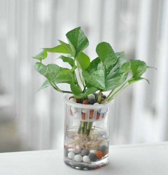 水培绿萝叶子发黄怎么办,水培绿萝烂根怎么办有什么好方法