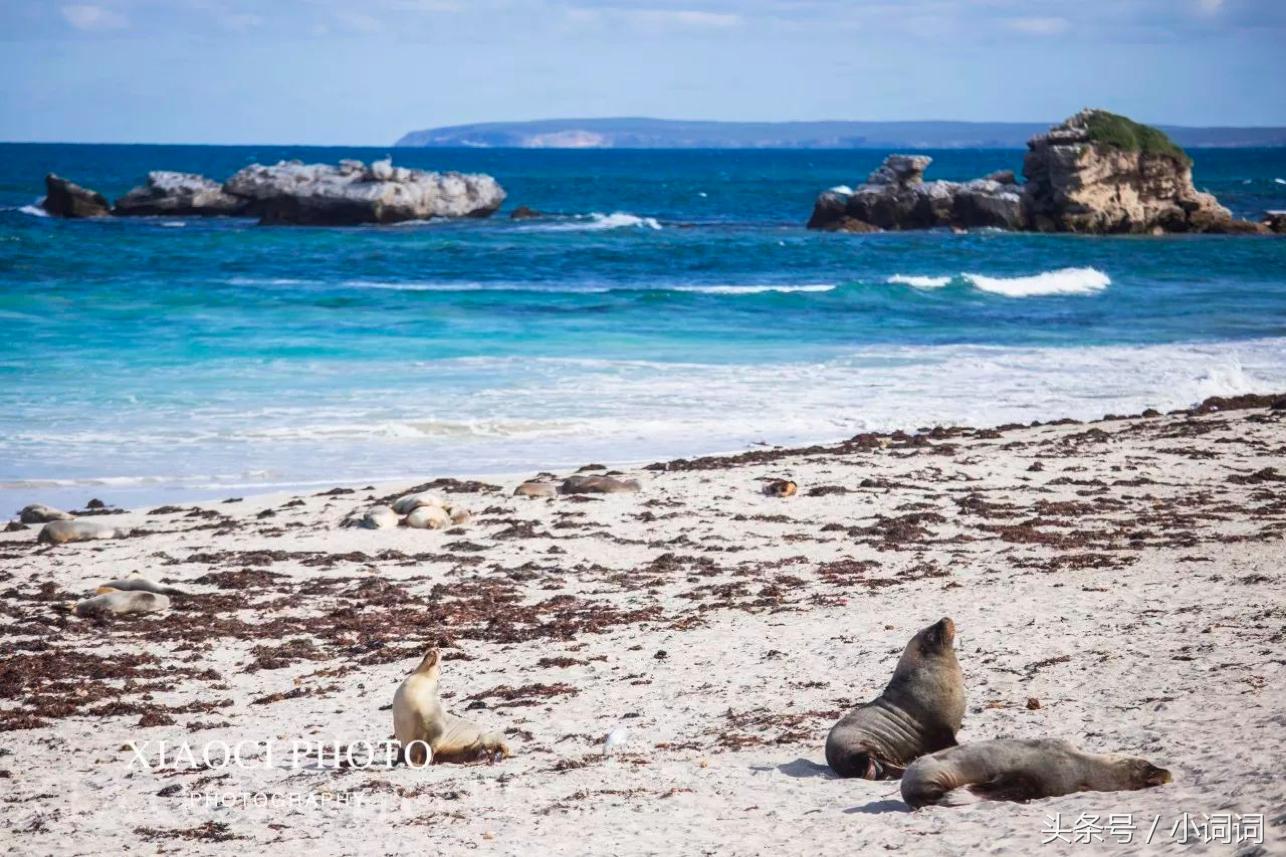 玩转南澳大利亚，这篇最全旅行攻略一定可以帮到你