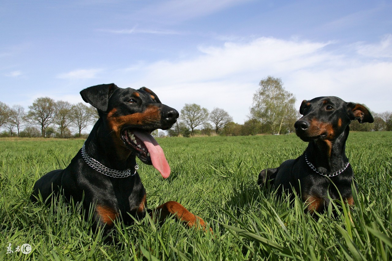 德国名犬杜宾的名字大全,世界名犬阿富汗贵族犬