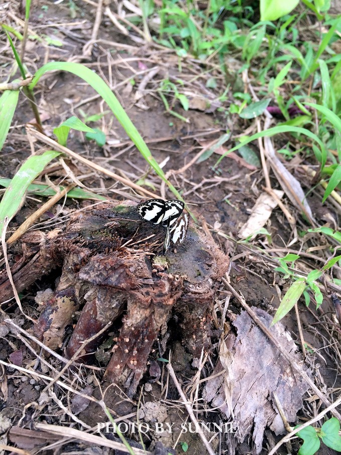 北纬十八度之三亚,北纬18度的旅行三亚游记