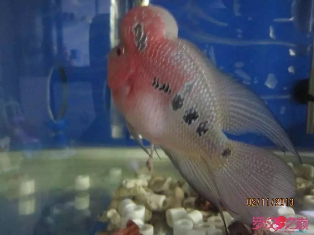 梭菌性肠炎的症状用什么药治疗,肠炎食疗最简单方法