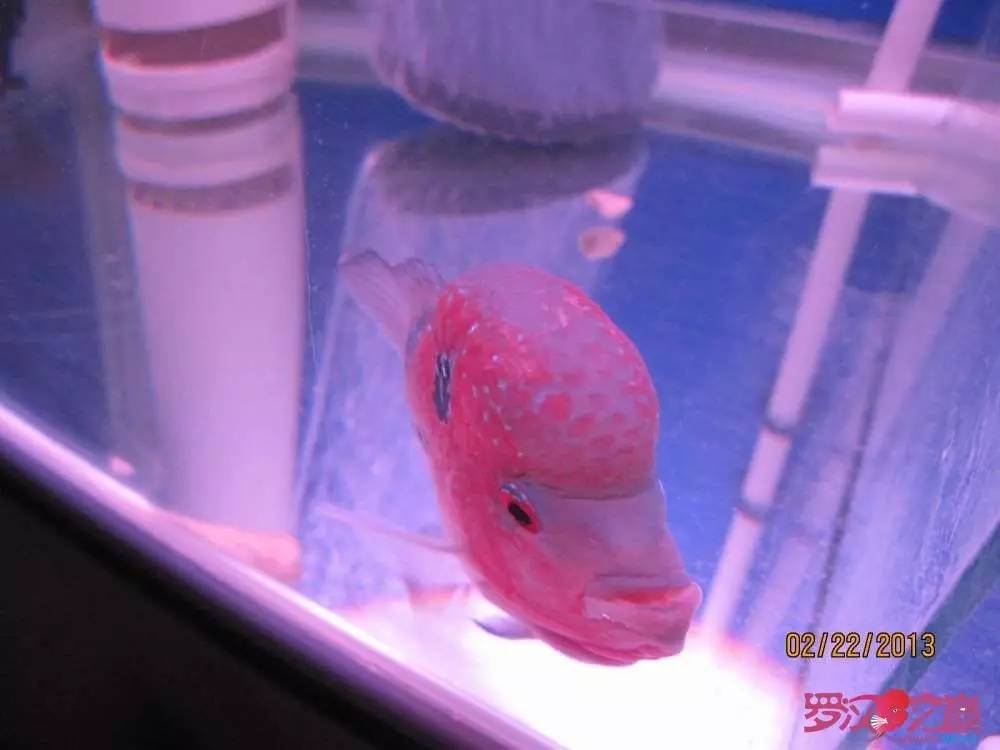 梭菌性肠炎的症状用什么药治疗,肠炎食疗最简单方法