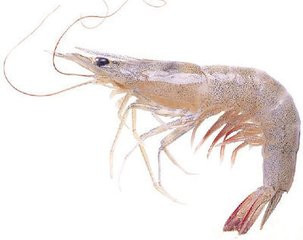 虾要这样吃才够味,虾怎么吃才能觉得特别好吃