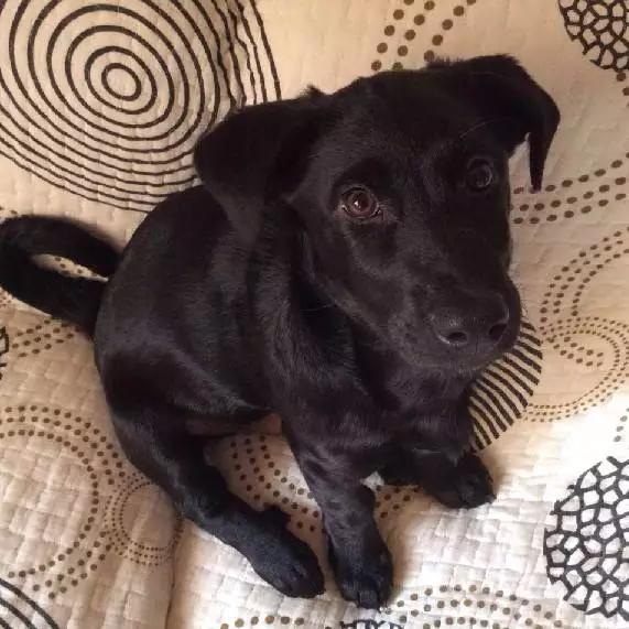 「3月上海领养」给流浪的它们一个温暖的家！