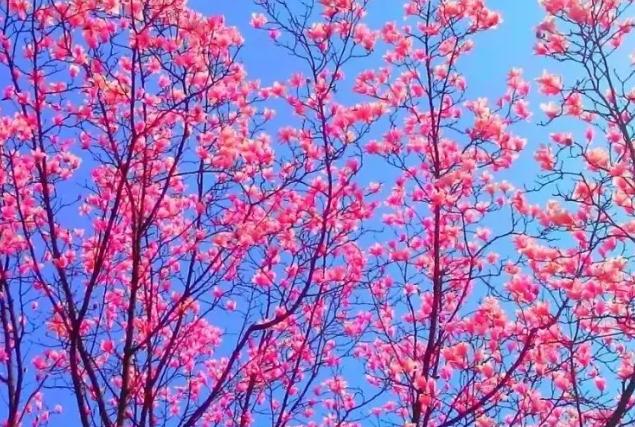 2022成都周边赏花,成都周边游赏花最佳景点