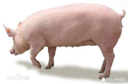 猪价2020年4月28日生猪价格行情,全国生猪价格11月23日猪价行情表