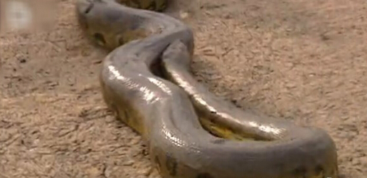 亚马逊河十大恐怖动物森蚺,巨型森蚺和巨型鳄鱼谁厉害