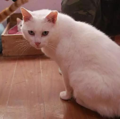 「3月上海领养」给流浪的它们一个温暖的家！