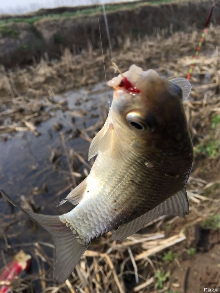 春天钓鲫鱼,春天钓黑坑新鱼