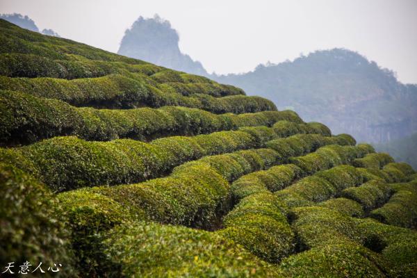 漫游武夷山之自驾游,漫游武夷记