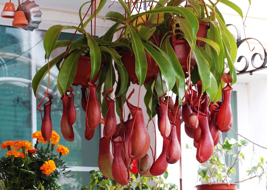 夏日防蚊虫植物,夏天快来了防蚊通风