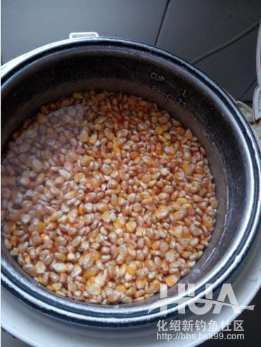 自制钓草鱼玉米必须要煮吗,发酵的玉米可以钓草鱼吗