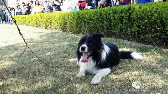 望京的春天，有狗狗相伴！
