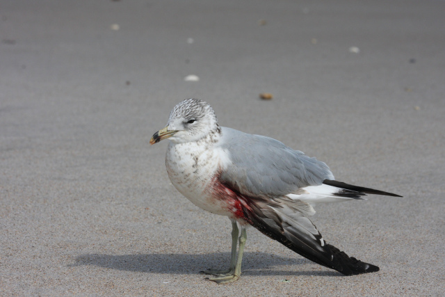捡到小鸟怎么办喂养犯法吗,捡到的小鸟有什么危险
