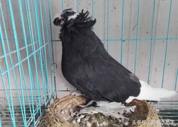 怎样提高鸽子归巢率,如何提高鸽子产蛋率