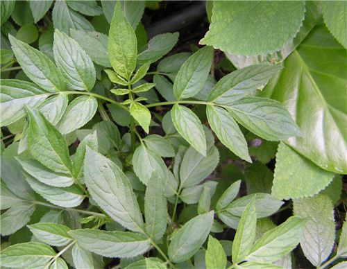 农村地里治风湿的野草图片及功效,治风湿最好的一种草