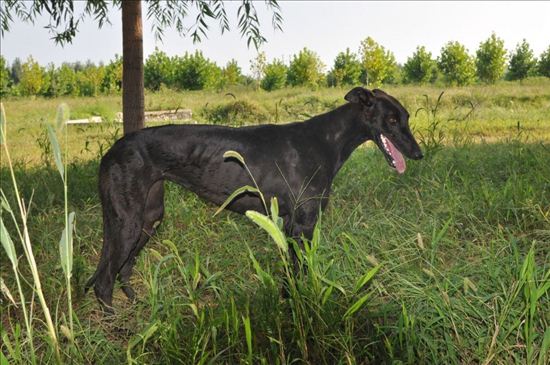 狩猎有多少种方法,狩猎经验有什么用