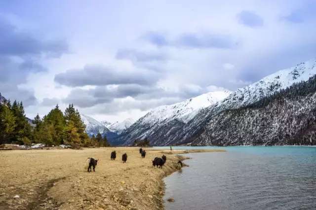 一封来自*藏西**的辞职信